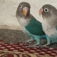 کوتله برزیلی