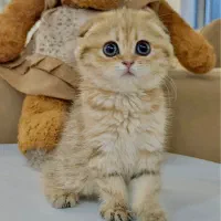 گربه گلد از پدر مادر وارداتی