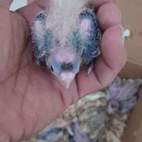 جوجه عروس هلندی سرلاکی|پرنده|داراب, |دیوار