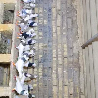 اهواز