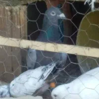 پرنده|پرنده|زاهدان, |دیوار