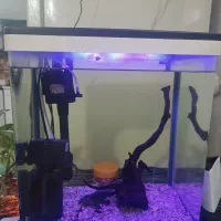 اکواریوم شرکتی دلسا