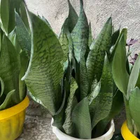 فروش تعدادی گل سانسوریا کراواتی و مهتابی