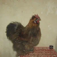مرغ و خروس ابریشمی