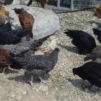 مرغ و خروس محلی اصل پاسیاه1300گرمی|حیوانات مزرعه|شیراز, داریون|دیوار