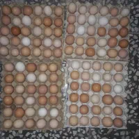 تخم مرغ نطفه دار وخوراکی اورگانیک