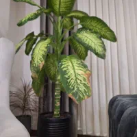 گل دیفن باخیا بزرگ|گل و گیاه طبیعی|ماهدشت, |دیوار