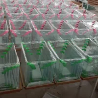 ماهی قرمز|ماهی|کرمانشاه, |دیوار