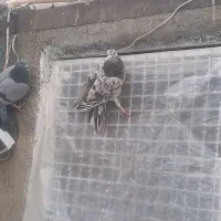 کفتر خوب بدرد بخور|پرنده|قلعه نو, |دیوار