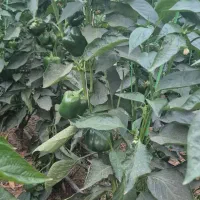 گلخانه سنتی|فروش دفتر صنعتی، کشاورزی، تجاری|فولادشهر, A2|دیوار