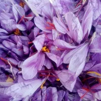 گل زعفران تربت حیدریه
