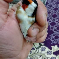 سهره نر خاص خاص