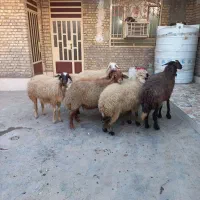 گوسفند|حیوانات مزرعه|اهواز, منازل کارون|دیوار