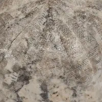 فسیل عروس دربایی|کلکسیون اشیاء عتیقه|تهران, حکیمیه|دیوار