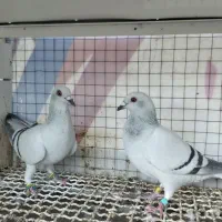 شامی دوکت خطی