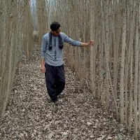 صنوبر 4 ساله|خدمات باغبانی و درختکاری|فیروزآباد (آذربایجان), |دیوار