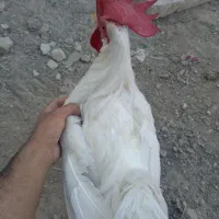 خروس سفید بلوچی