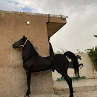 اسب کرد مشکی مدارک دار