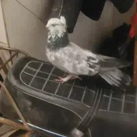 کبوتر کفتر اصفهانی|پرنده|فلاورجان, |دیوار