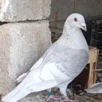 خط سفید دورنگ پیازی شامی