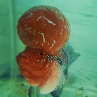 ماهی فلاور، فلاورتایلندی درتهران فلاور