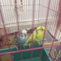 مرغ عشق|پرنده|قم, پردیسان|دیوار