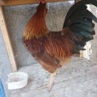 خروس جوان