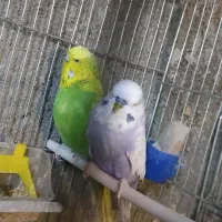 مرغ عشق انگلیسی