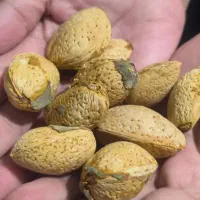 بادام درختی شیرین و پرمغز