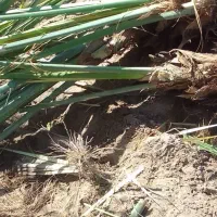 فسیل کلوته ومراسنگ موجود است