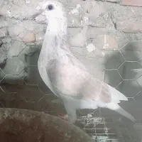 جوجه اوقون . پرننداخته