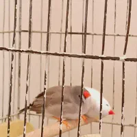 مرغ عشق و فنچ
