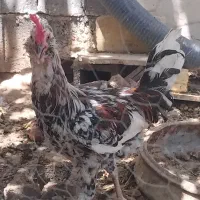 فروش ۳عدد جوجه خروس گلین.