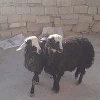 بره نر سبز افشاری|حیوانات مزرعه|نجفآباد, حومه نجف آباد|دیوار