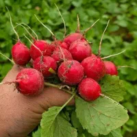 سبزی خوردن خورشتی آشی و....