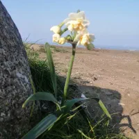 دو خواب لب دریا|اجارهٔ کوتاهمدت ویلا و باغ|بندر انزلی, موج شکن|دیوار