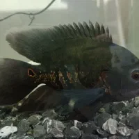 ماهی اسکار سلطنتی باله بلند