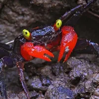 تراریوم اگزوتیک