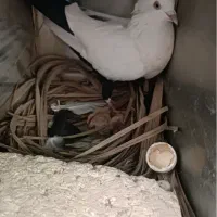 کبوتر دمبی ماده