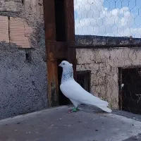 کله آبی یا کله الماسی نر کفتر فریمان