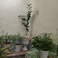 گلدان گل|گل و گیاه طبیعی|اسدآباد, |دیوار
