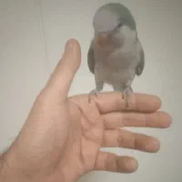 راهب