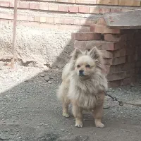 با سلام فروش سگ پامر اشپیتز اصیل