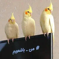عروس هلندی دونه ی دو میلیون تخفیف پای معامله