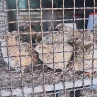 بلدرچین ماده