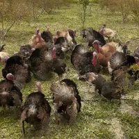 بوقلمون  برنز  انگلیس نر دانه  ۴۵۰۰