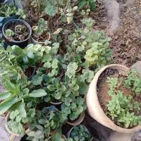پاییز با گل زیبا|گل و گیاه طبیعی|شیراز, شهرک پرواز|دیوار