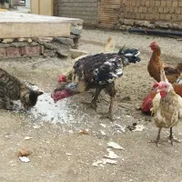 فروش فوری خروس لاری درجه ۱ نابی