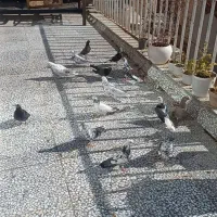 کفتر پرشی|پرنده|مهدی شهر, |دیوار