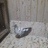 کفتر ماده سینه ماش پلاکی پلاس